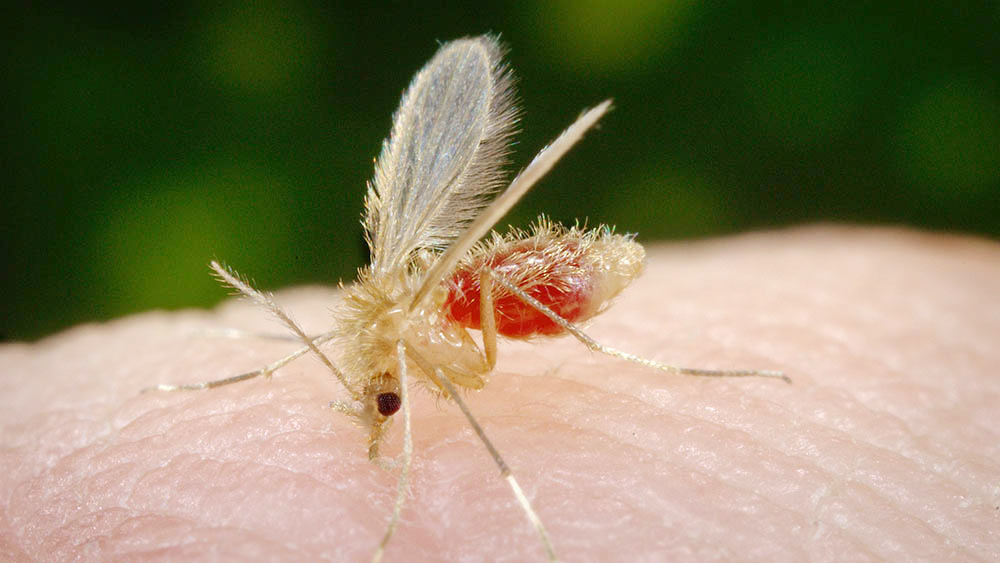 Cinco casos são de leishmaniose humana e uma, de leishmaniose humana tegumentar - Divulgação