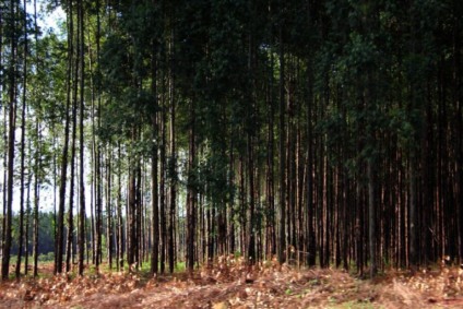 MS tem mais de 1,7 milhão e ha de florestas plantadas - Chico Ribeiro/Portal do MS