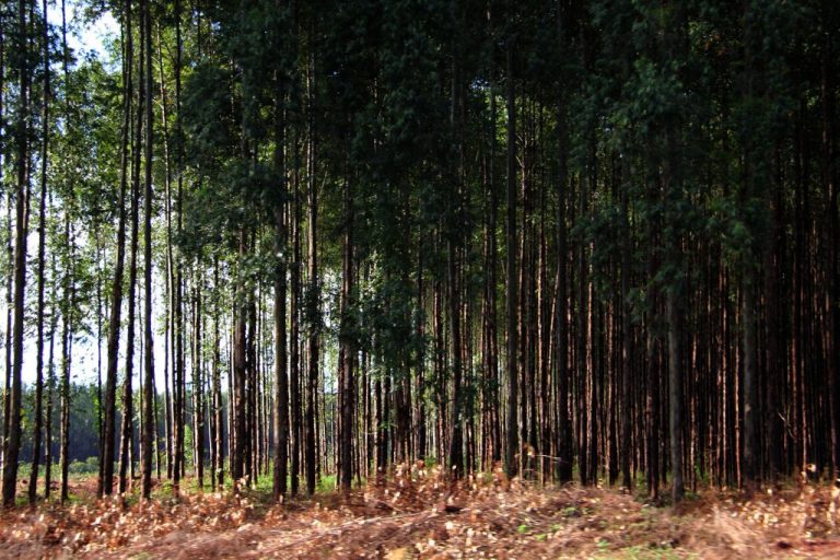 MS tem mais de 1,7 milhão e ha de florestas plantadas - Chico Ribeiro/Portal do MS