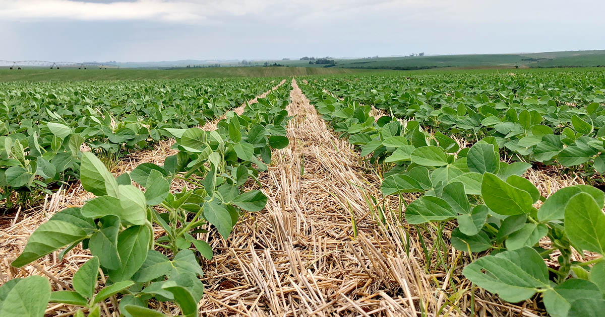 - Foto:Revista Agrocampo