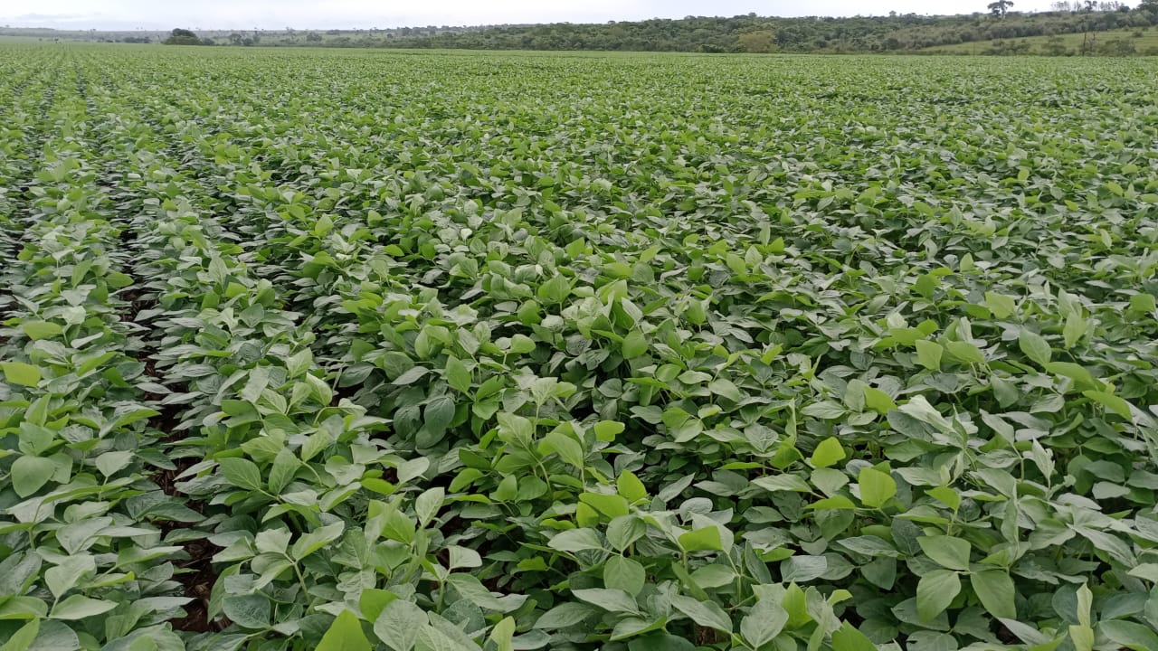 Se a regularidade das chuvas for mantida ao longo do mês de dezembro e em janeiro, os resultados em produtividade podem ser bem positivos - Foto:Divulgação