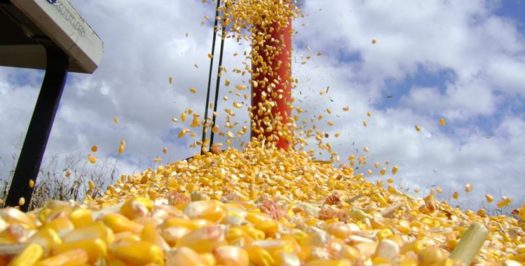 Alto preço da soja e milho no mercado mundial foram fatores que influenciaram crescimento - Foto: Portal MS