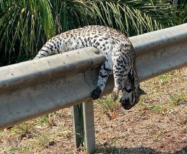 Trânsito de caminhões acende alerta para atropelamentos diários de animais silvestres - Foto: Divulgação/IHP