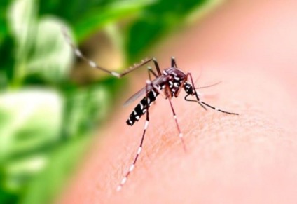 A dengue é transmitida pela fêmea do Aedes aegypti - Foto: Divulgação