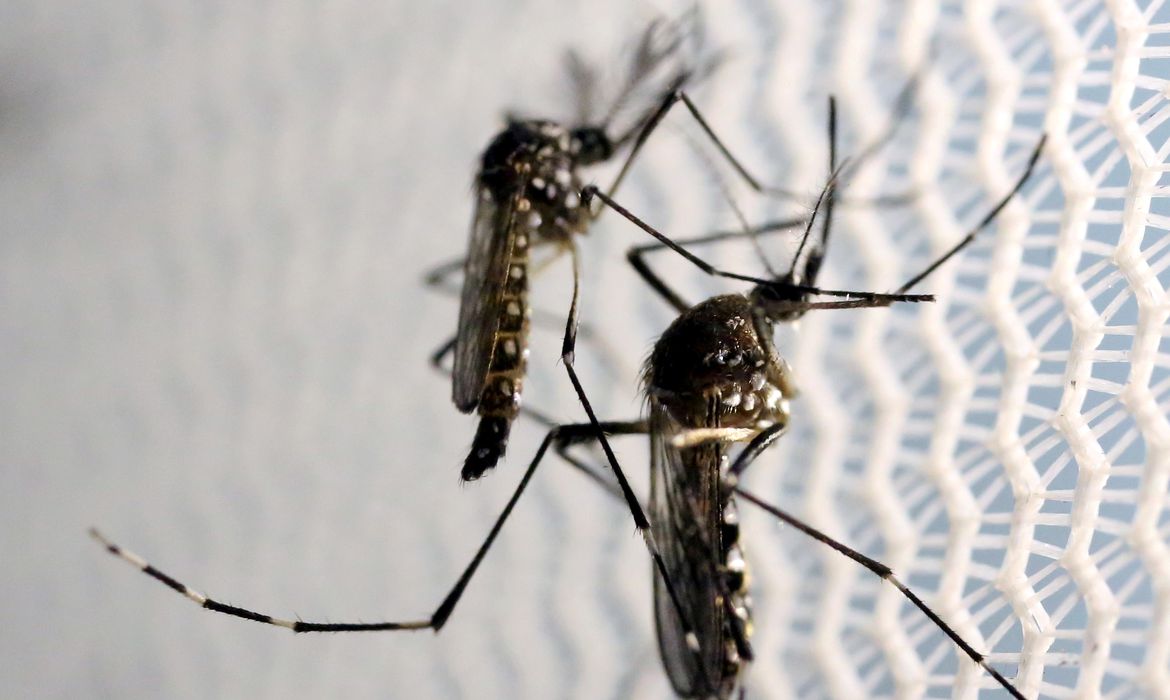 De janeiro a novembro Brasil teve 971.136 casos prováveis de dengue - Foto: Reuters