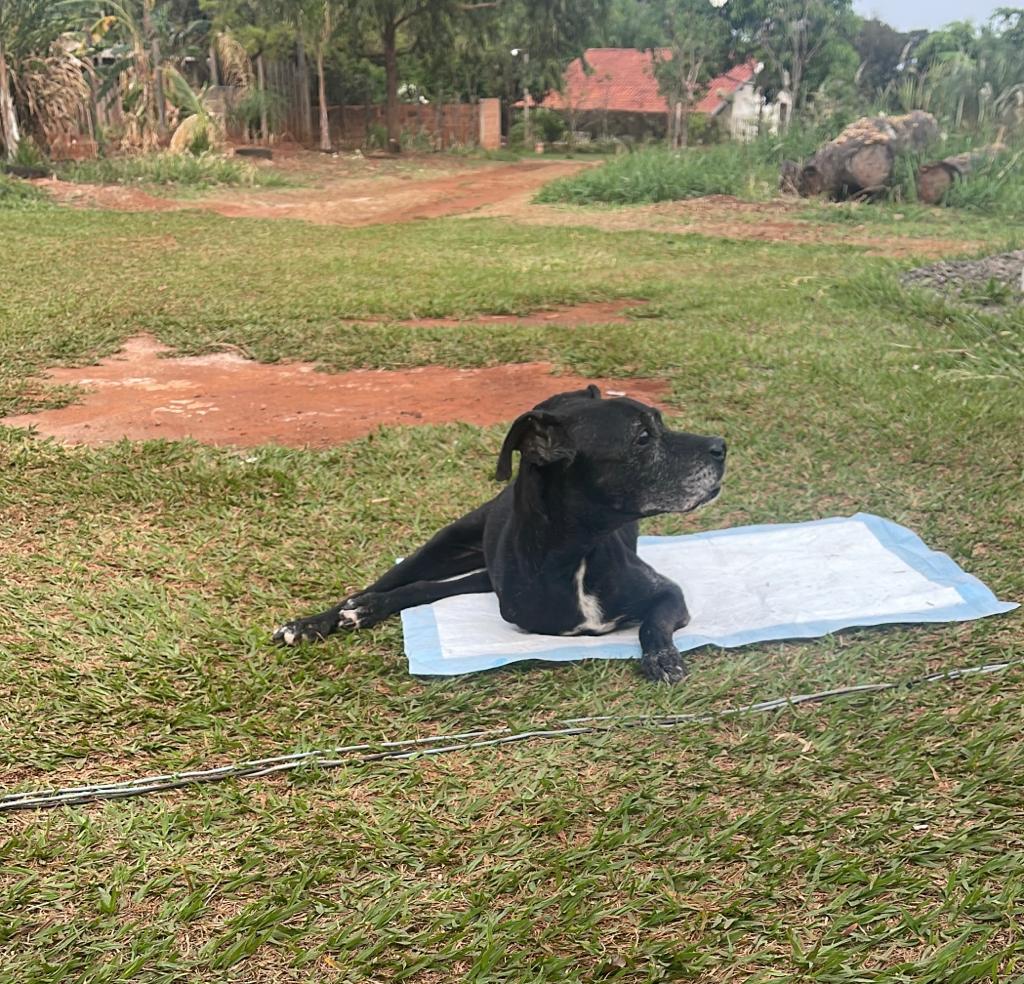 Negão é um dos animais disponíveis para adoção - Foto: Arquivo Pessoal