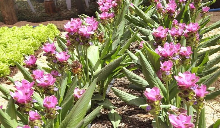 A maior variação, de 500%, foi observada nas floriculturas - Foto: Nei Namasceno