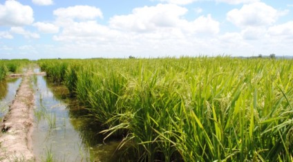 Cultivo de arroz é uma das atividades isentas de licença ambiental em MS - Foto: