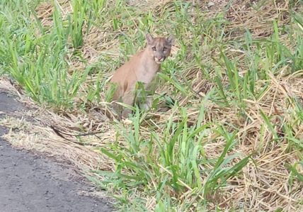 O animal estava muito ferido, sem conseguir se locomover - Divilgação/PMMS