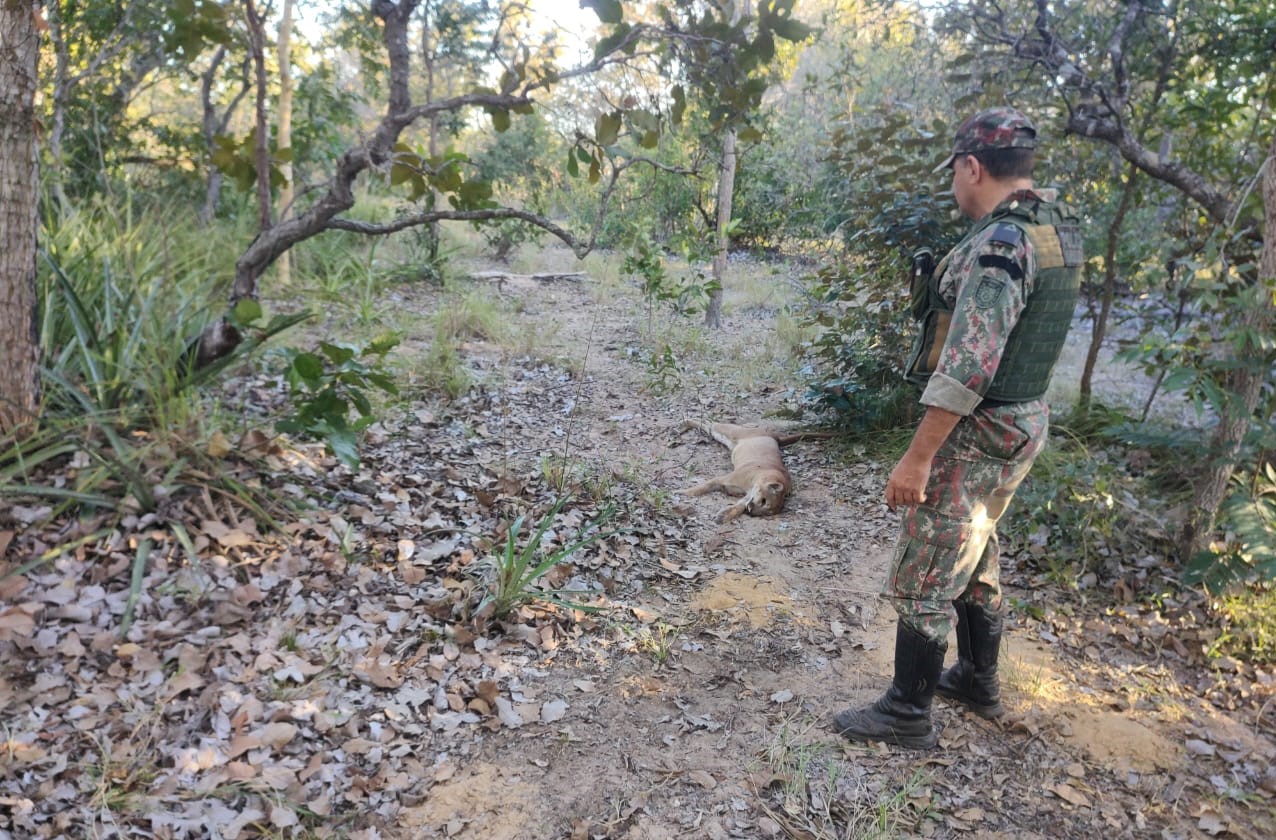 Caçadores não possuem porte de arma - Foto: Divulgação/ Polícia Militar Ambiental