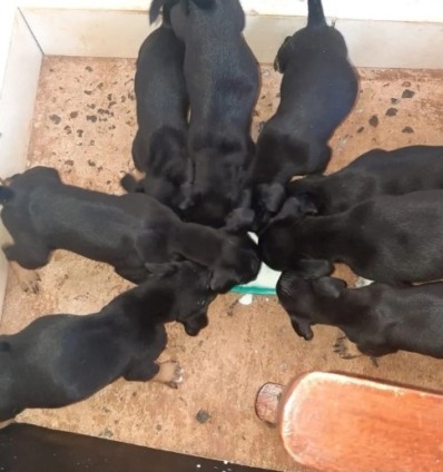 Mais de 280 mil animais estão abandonados na cidade atualmente - Foto: arquivo pessoal