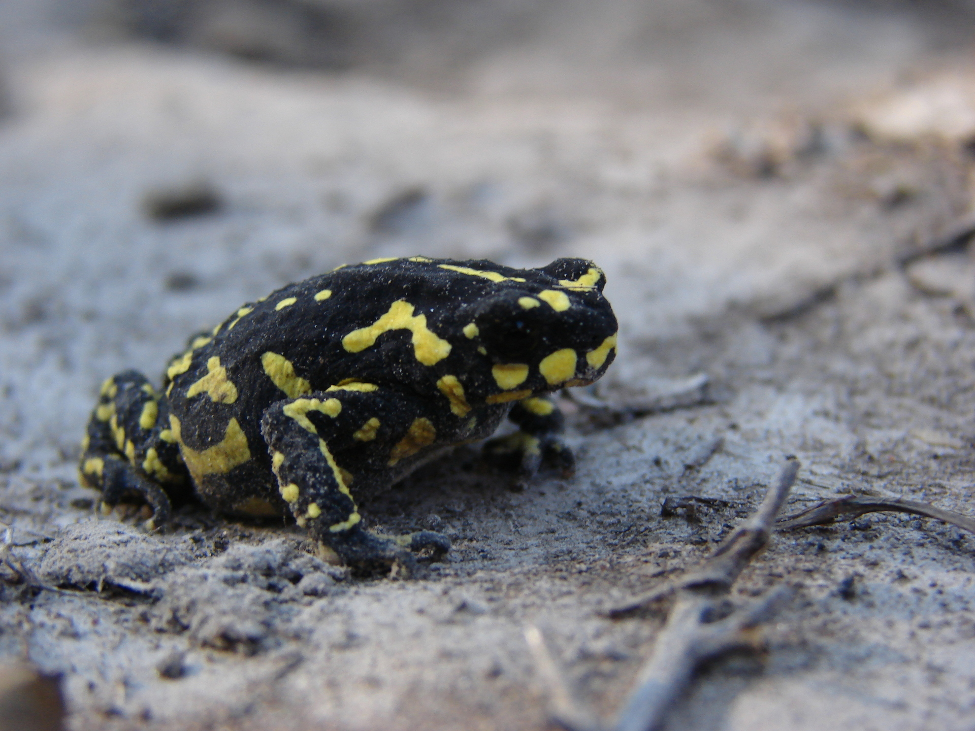 Melanophryniscus klappenbachi, encontrado na região de Porto Murtinho, é uma das espécies em risco - Foto: Reprodução/ BioDiversity4All