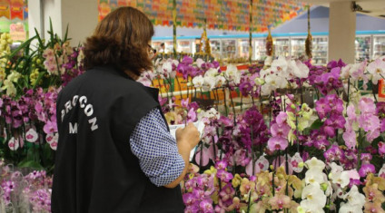 As flores são opções de presente para o Dia dos Namorados - Foto: Governo de MS