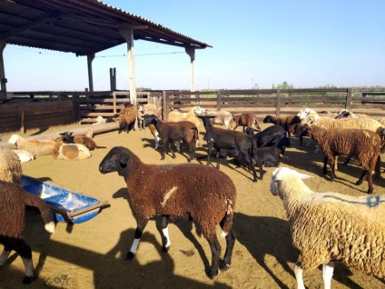 - Foto: Reprodução/ Portal MS