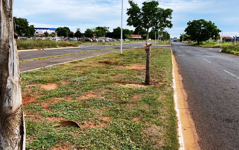 Fato ocorreu em canteiro da avenida Antônio Trajano, em Três Lagoas. - Israel Espíndola/JPNEWS