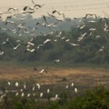 No Pantanal é época de movimento nos ninhais e baías - Arquivo/Chico Ribeiro