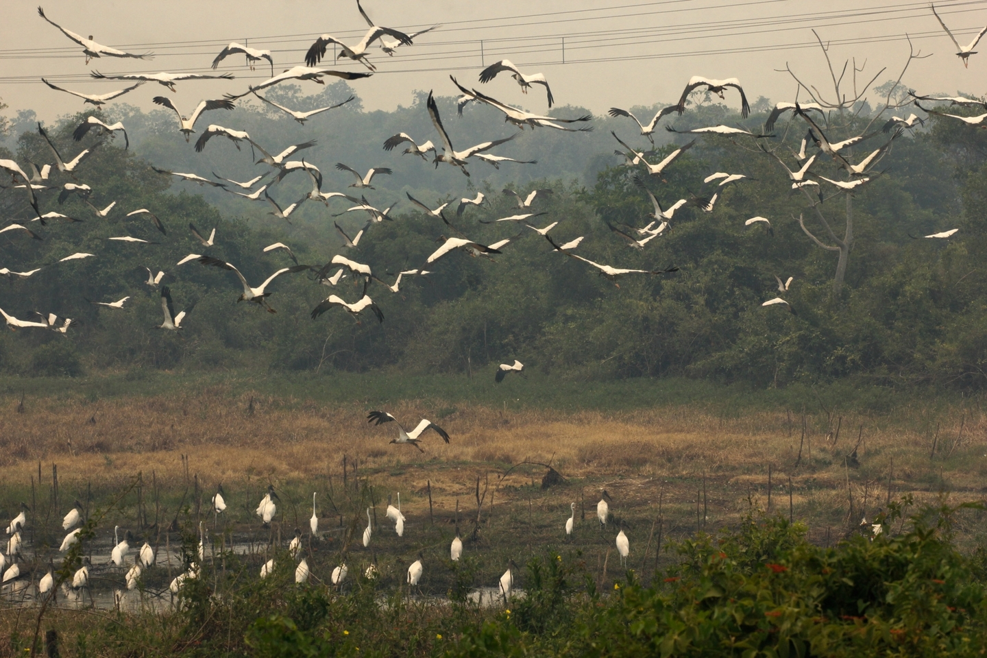 No Pantanal é época de movimento nos ninhais e baías - Arquivo/Chico Ribeiro