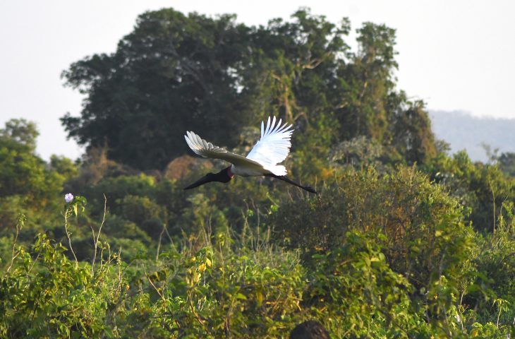 Tuiuiu no Pantanal - Foto: Bruno Rezende