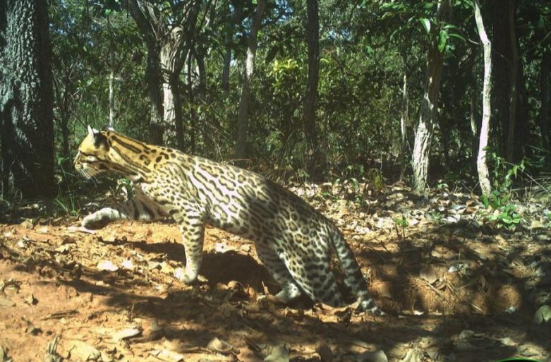 Pesquisadores do Parque do Pombo em Três Lagoas  identificaram mais de 69 animais, alguns até em extinção. - Arquivo/Parque do Pombo