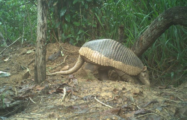 Tatu-canastra tem ameaça de extinção.