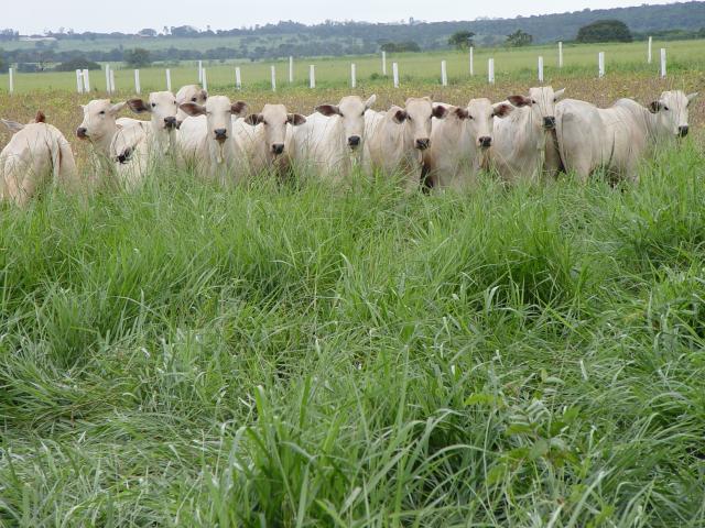 Período máximo da janela ideal garante bom desempenho do pasto durante os próximos meses. - Foto: Embrapa