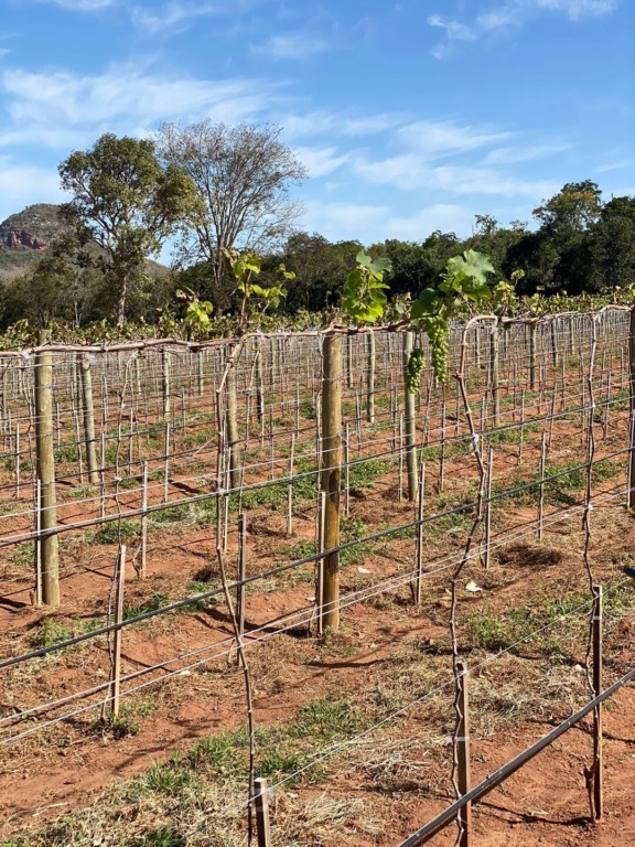 A vinícola reúne vinhedos de plantio de uvas de mesa, chenin blanc, sauvignon blanc, cabernet sauvignon, syrah e marselan - Foto: Paulo Machado