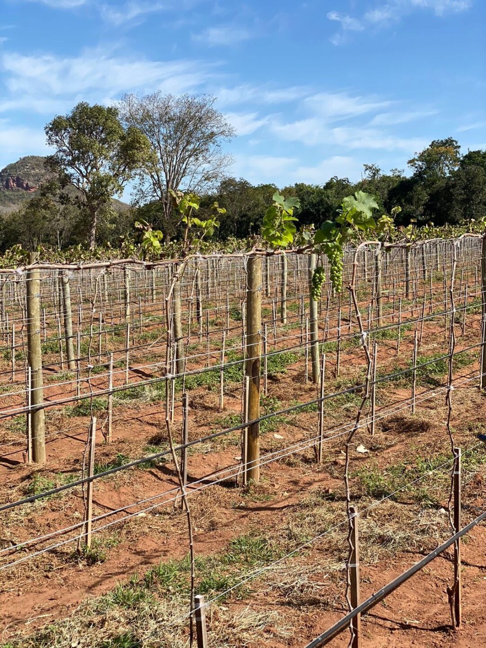 A vinícola reúne vinhedos de plantio de uvas de mesa, chenin blanc, sauvignon blanc, cabernet sauvignon, syrah e marselan - Foto: Paulo Machado A vinícola reúne vinhedos de plantio de uvas de mesa, chenin blanc, sauvignon blanc, cabernet sauvignon, syrah e marselan - Foto: Paulo Machado