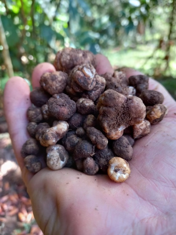 Novas trufas no Brasil - Foto: Paulo Machado