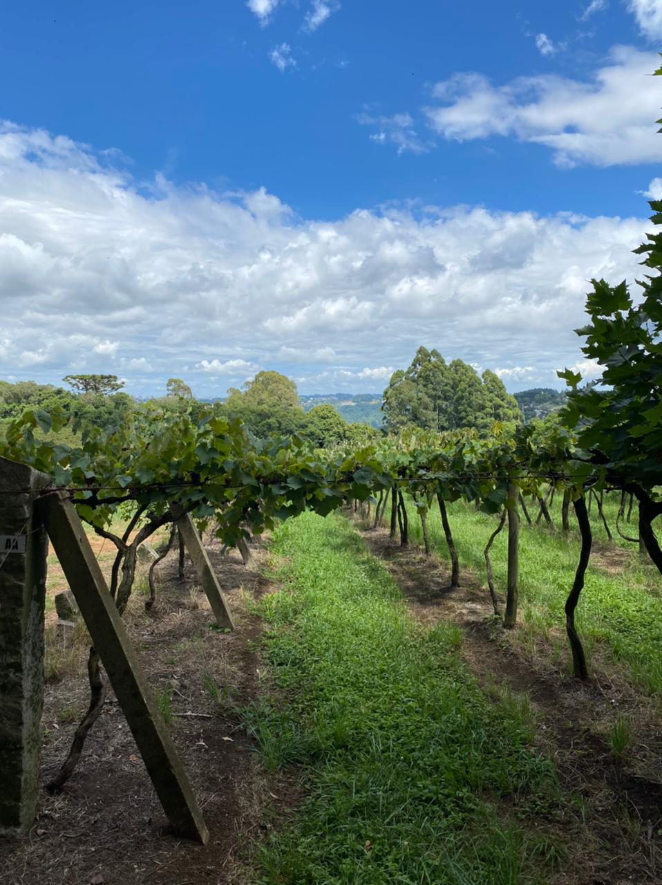 Famosa pela produção histórica de vinhos, a vinícola tem origem na produção de conhaques de uva no Brasil - Foto: Paulo Machado