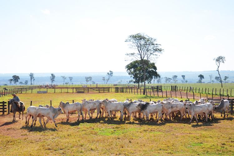 Proposta de rastreabilidade foi apresentada pela Mesa Brasileira da Pecuária Sustentável e a Coalizão Brasil Clima, Florestas e Agricultura. - Foto: Reprodução/Famasul