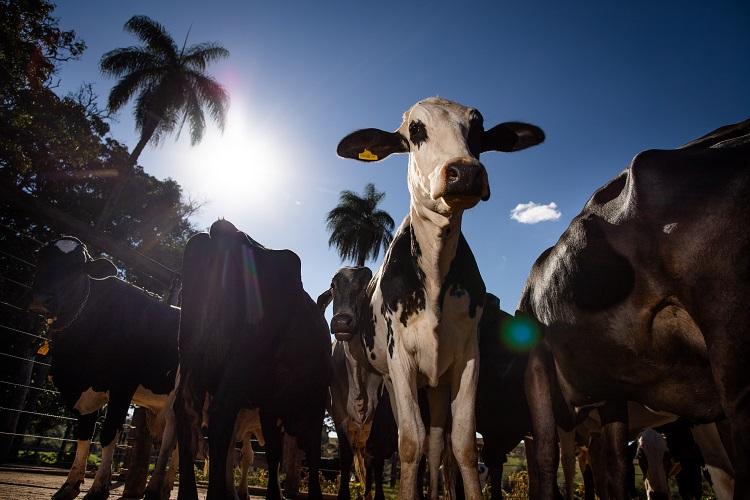 Cursos do Senar ajudam a melhorar produção nas propriedades rurais - Divulgação