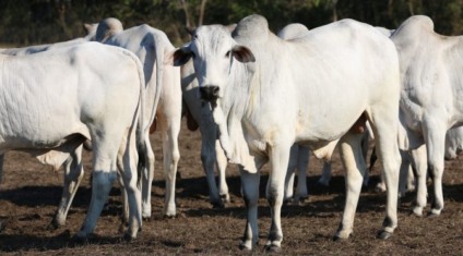 A medida visa adequar o cadastro agropecuário estadual à Portaria do Ministério da Agricultura, Pecuária e Abastecimento - Foto:Divulgação/Iagro