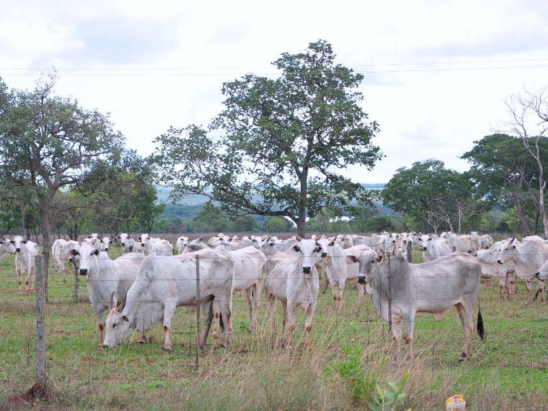 Pecuária perde espaço para o eucalipto em Três Lagoas. - Arquivo/JPNews