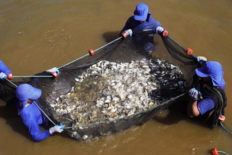 Peixes foram soltos nos reservatórios das usinas de Jupiá e Ilha Solteira - Divulgação