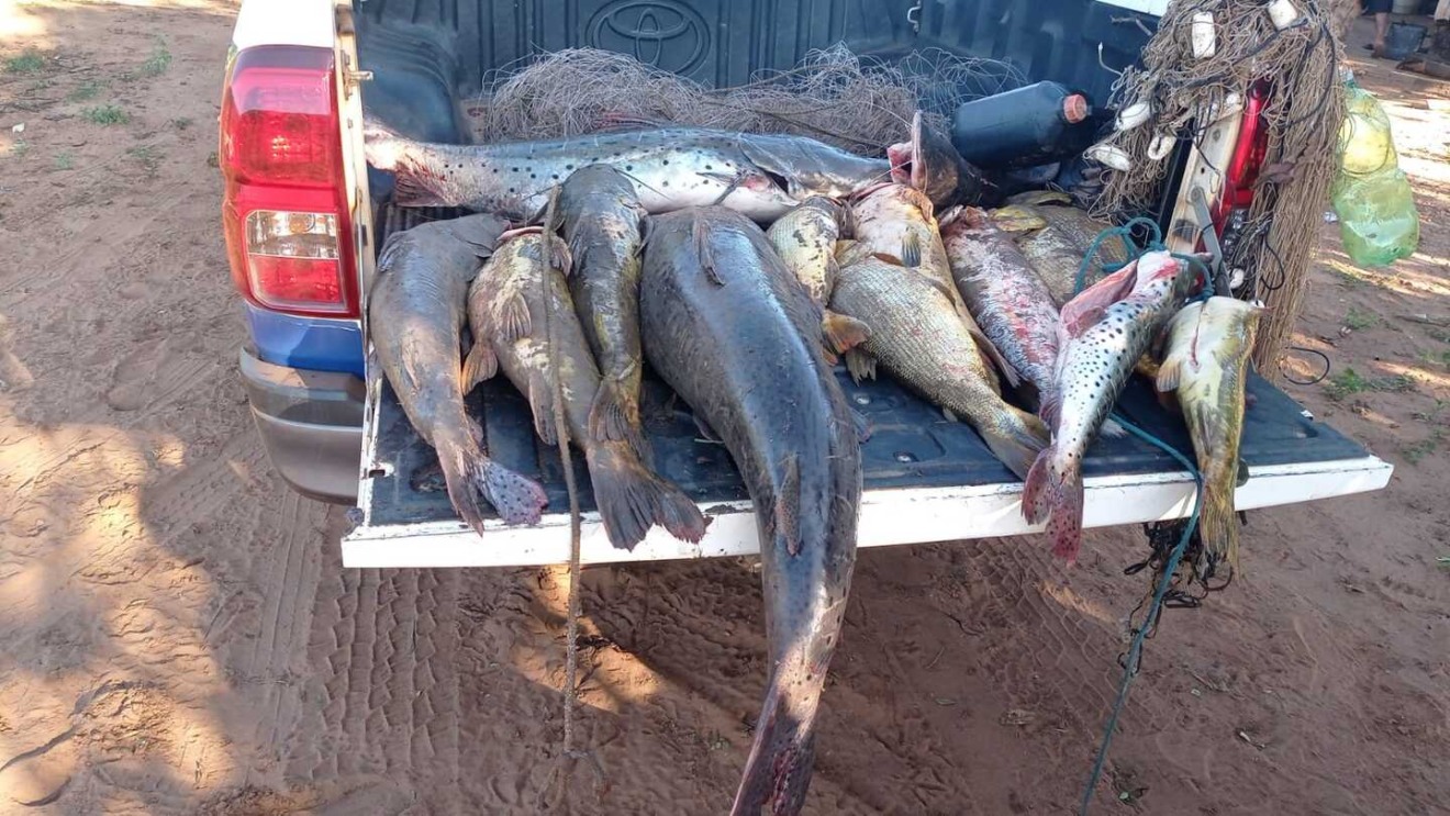 Pescado apreendido durante fiscalização da Polícia Militar Ambiental - Foto: Divulgação/PMA-MS