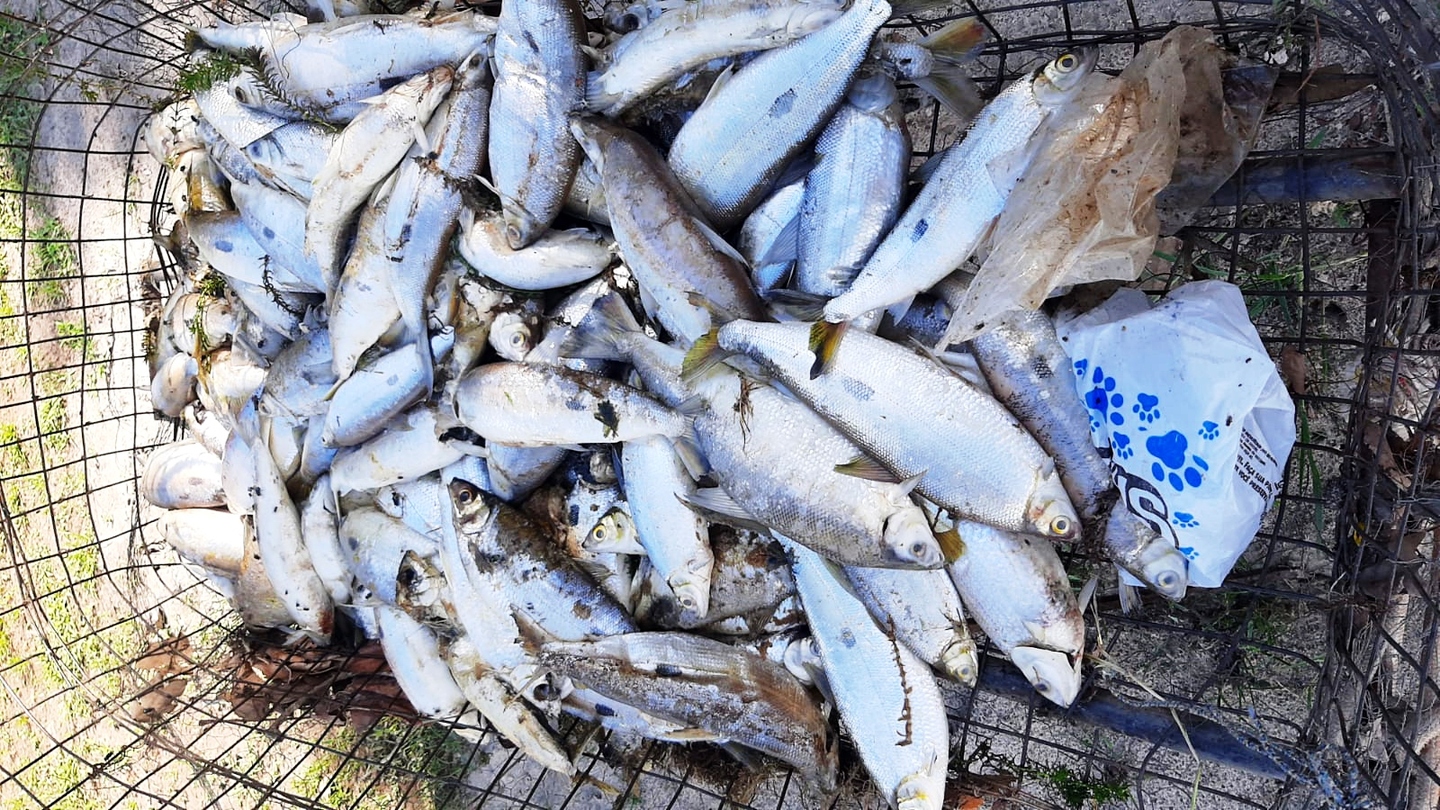 Há duas semanas moradores às margens do rio Sucuriú encontraram vários peixes boiando no afluente - Divulgação