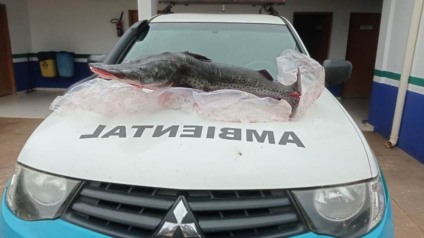 PMA informou que o peixe estava acima da medida permitida pela legislação de MS. - Arquivo/JPNEWS PMA informou que o peixe estava acima da medida permitida pela legislação de MS. - Arquivo/JPNEWS
