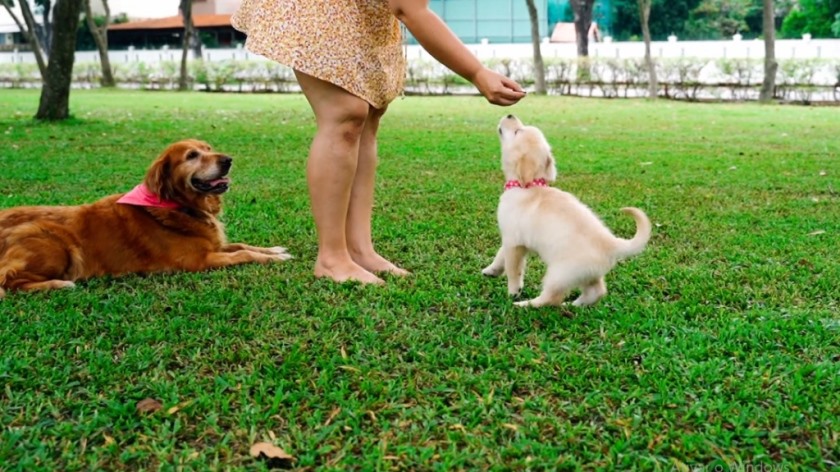 Veterinária explica qual alimentação adequada para o cão. - Reprodução/TVC