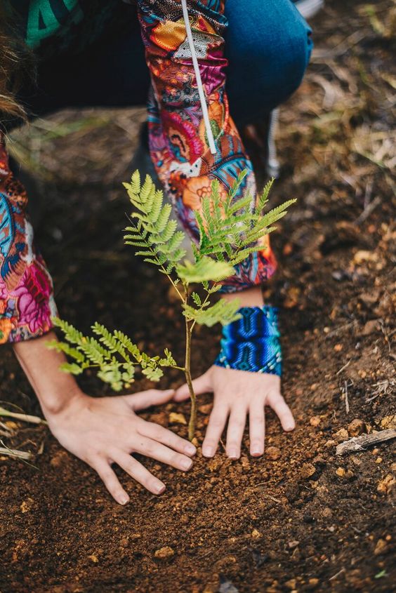 Em dois anos de ação, projeto já plantou mei min - Foto: Divulgação Farm