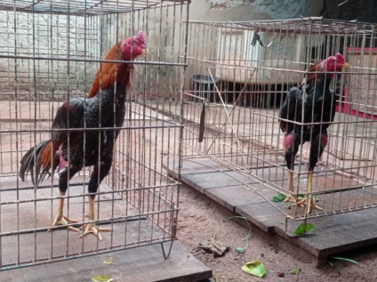 PMA encontrou alguns animais que apresentavam mutilações devido às rinhas - Foto: Divulgação PMA/MS