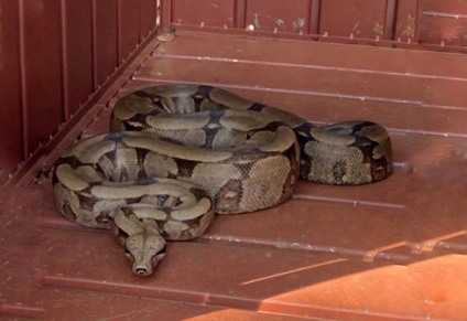 O primeiro animal foi capturado em uma residência no bairro Rancho Alegre - Foto: Divulgação PMA