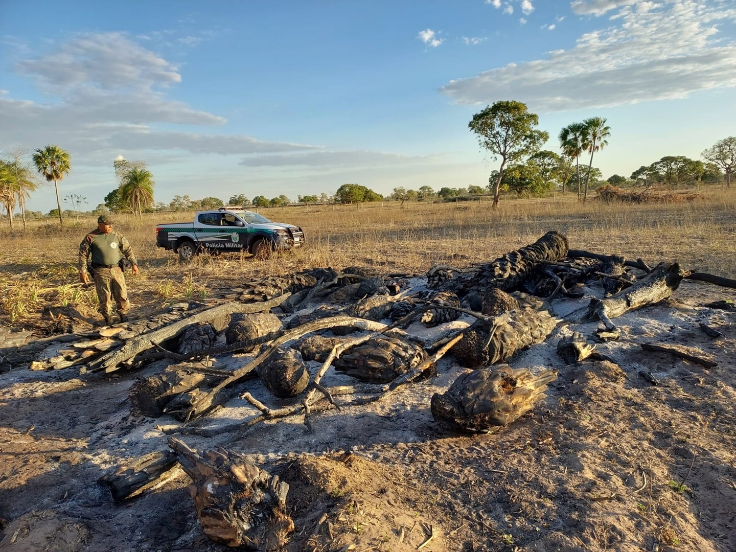 Incêndio em vegetação de arbustos e galhadas em leiras - Foto: Divulgação