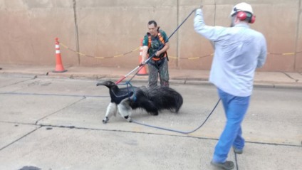 Animais encontrados na cidade está associado à procura por alimentos - Divulgação/PMA
