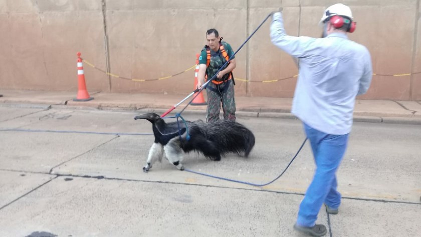 Animais encontrados na cidade está associado à procura por alimentos - Divulgação/PMA