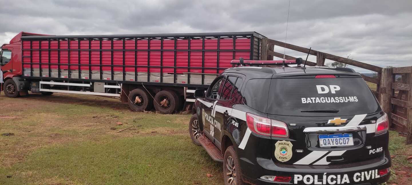 O gado estava em um assentamento no município de Bataguassu - Foto: Divulgação/Polícia Civil