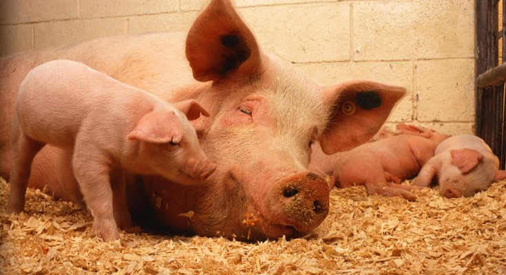 Carne suína é alternativa mais acessível para o banquete natalino - Foto: Agronovas