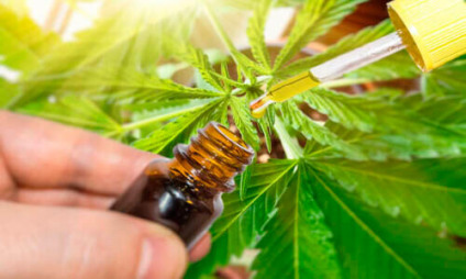 “Cannabis medicinal é um medicamento como um outro qualquer”, destaca médica - Foto: Internet “Cannabis medicinal é um medicamento como um outro qualquer”, destaca médica - Foto: Internet