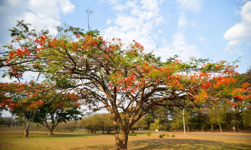 As diferentes estações do ano decorrem da inclinação do eixo de rotação da Terra em relação ao plano de órbita. - Divulgação/Agência Brasil