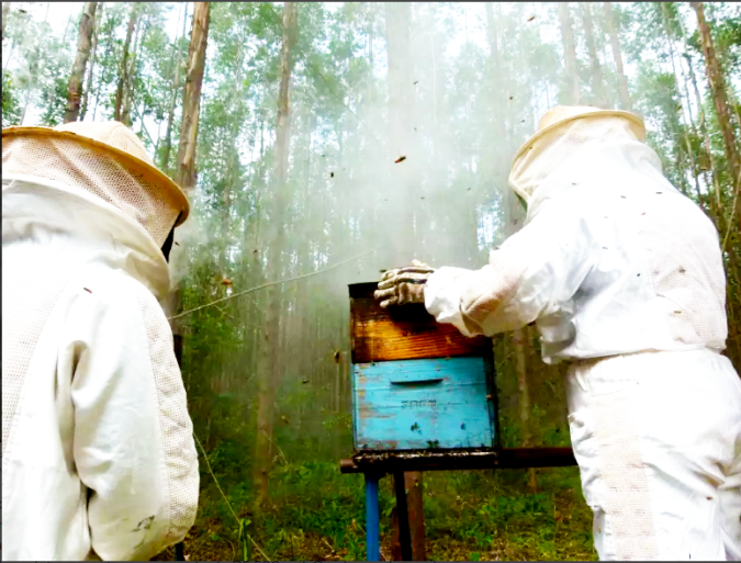 Plantio de eucalipto e produção de mel ganham espaço em Três Lagoas. - Divulgação/Arquivo