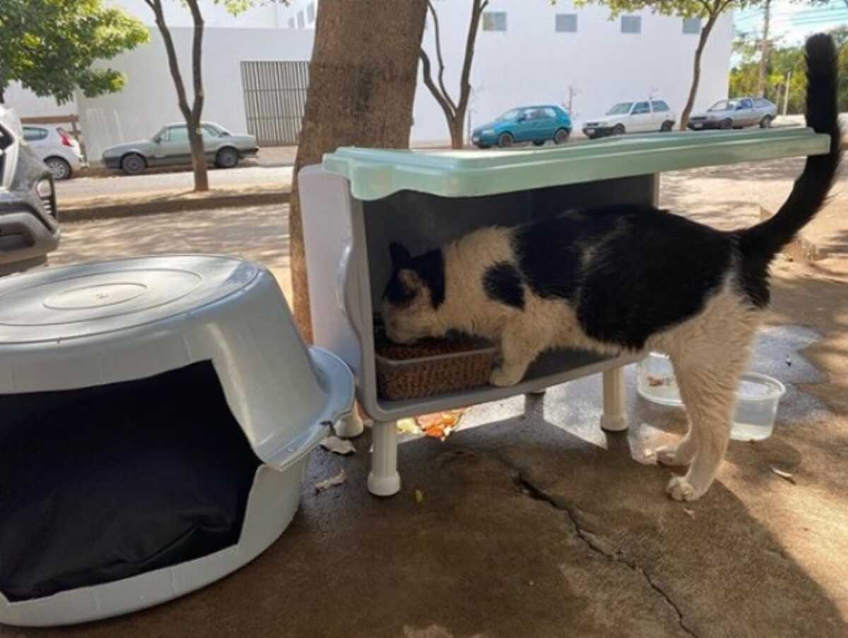 Projeto dá direito de alimentar animais em ruas e condomínios - arquivo/JPNews